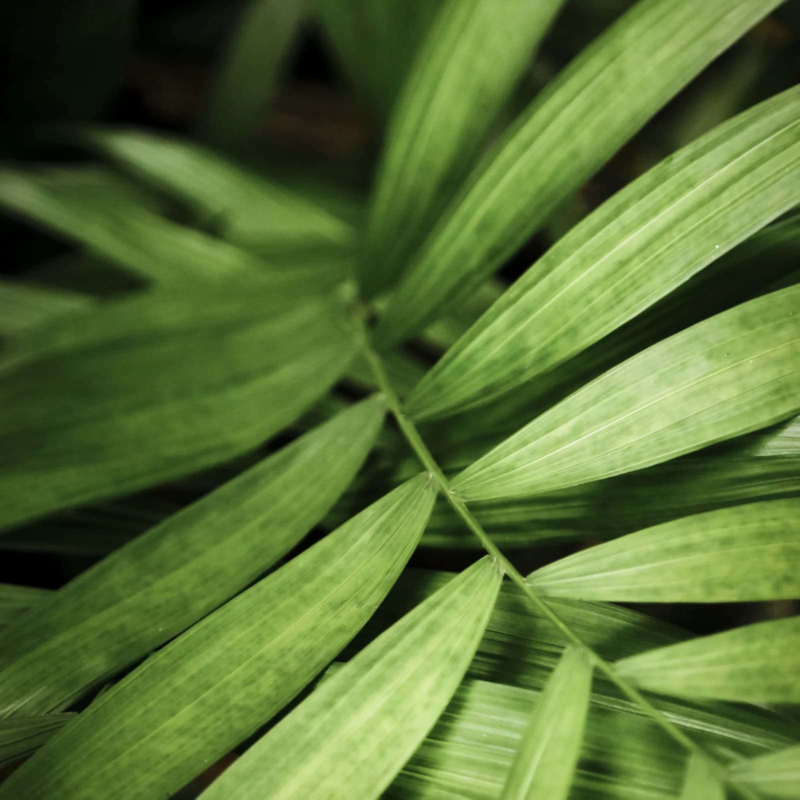 Hojas verdes, símbolo del vínculo de la vivienda con el entorno natural